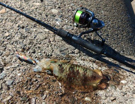 今年のアオリイカは成長が早い